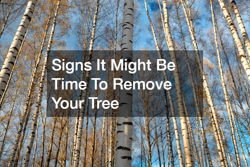 Signs It Might Be Time To Remove Your Tree